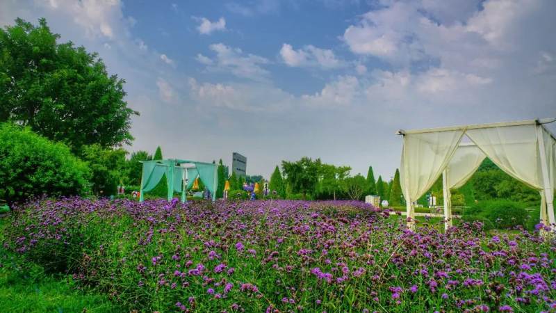 S16总决赛比赛场馆在哪?场馆选址逻辑与观赛要点解析
